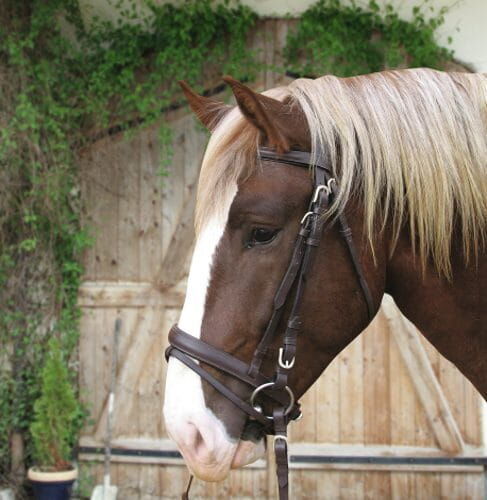 Kerbl ogłowie na konie zimnokrwiste equipamiento para caballos